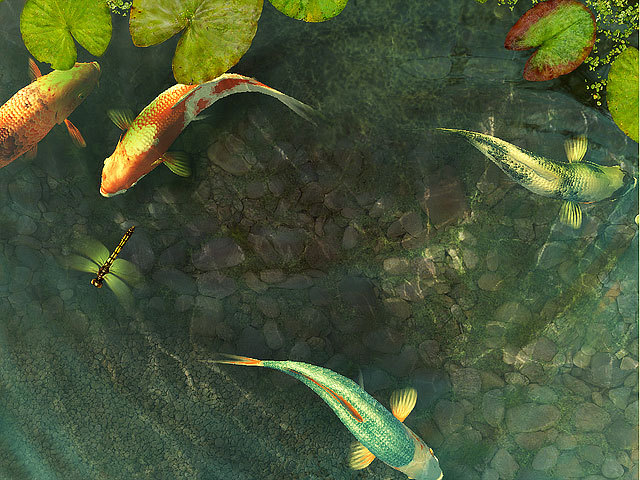 Koi Fish 3D Screensaver Screenshot